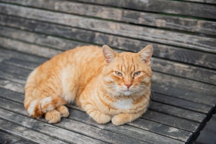 �� �������� � ����������� ������� ����� 200 �������� �������� �� ���������