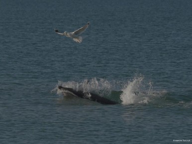 ������ ����������� ��������� � ������ ���� ��� ������