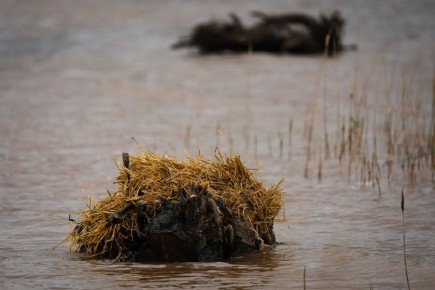 ������������� ������ ������� ��� ���� �� �������� ����� � �����