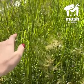 ������� ��������� ���� ���������