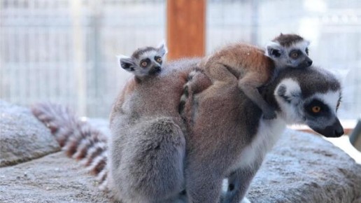 �������� ���������: � �������� �������� �������� ��������� ����-���