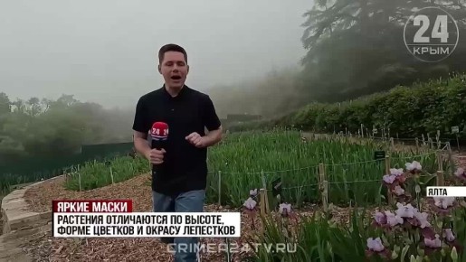 К традиционной выставке ирисов готовятся в Никитском саду
