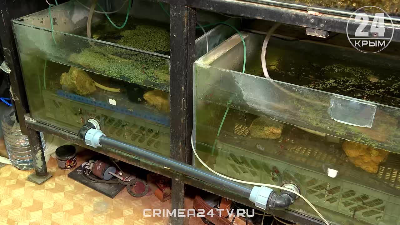 Крымские учёные разработали технологию экологичной очистки воды