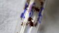 ������������� ������: ��������������� ������ ������� � ������� ������ ��������� �������� �����������