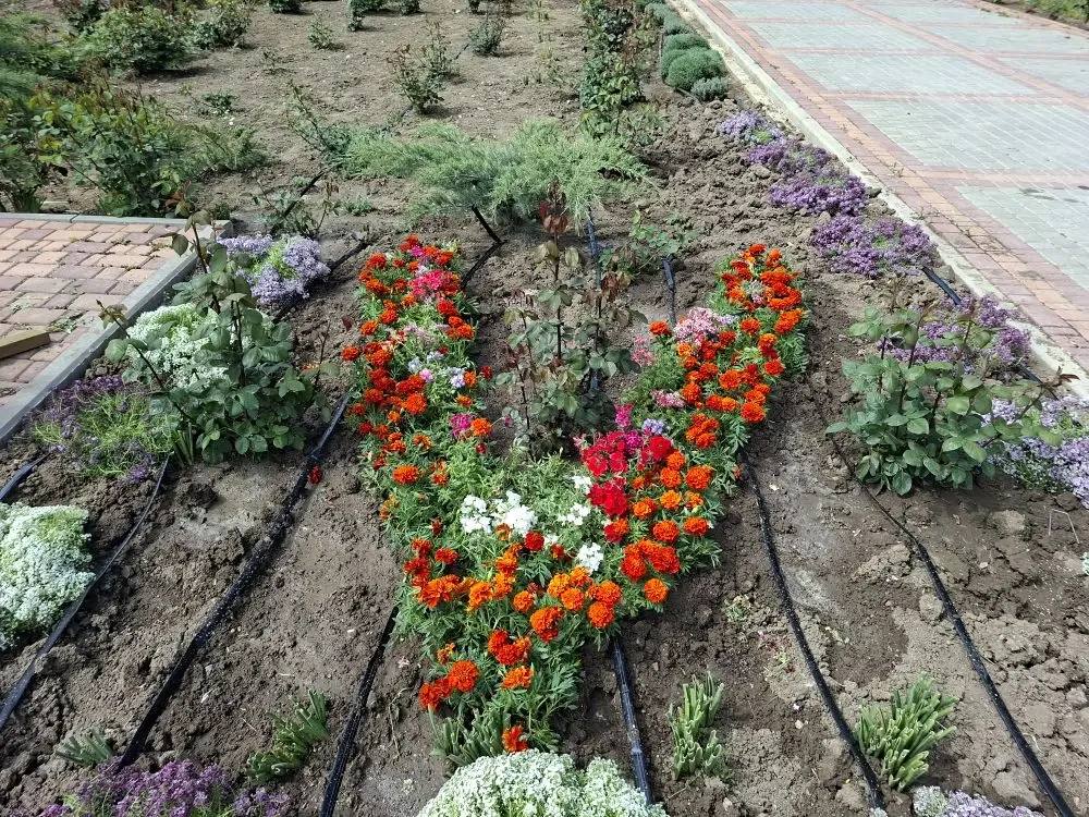 В посёлке Нижнегорский высадят около десяти тысяч растений В посёлке Нижнегорский высадят около десяти тысяч растений