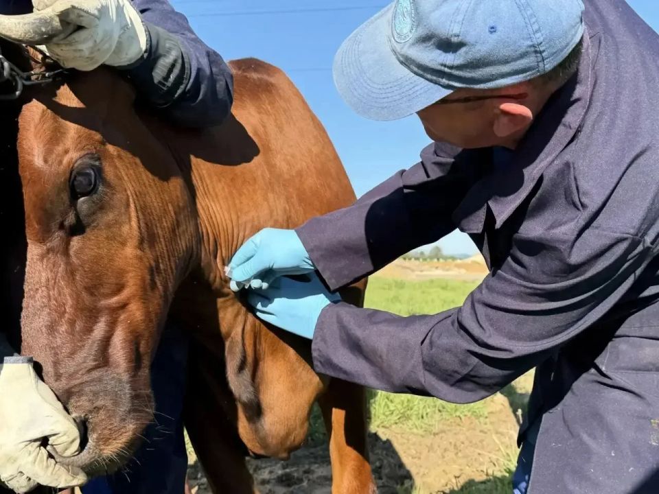 Севастопольские ветеринары переходят на цифровой учёт скота Севастопольские ветеринары переходят на цифровой учёт скота