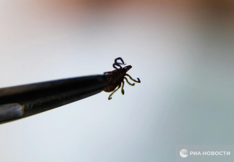 555 случаев укусов клещей зафиксировали в Крыму и Севастополе с начала года