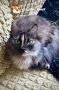 Кот Мостик: Ловите последний весенний #котовторник этого года
