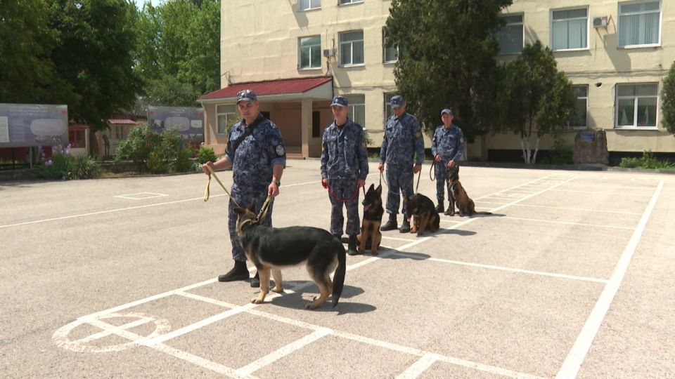 Четверолапые на службе. Новые хвостатые сотрудники поступили на службу в уголовно-исполнительную систему Республики Крым Четверолапые на службе. Новые хвостатые сотрудники поступили на службу в уголовно-исполнительную систему Республики Крым
