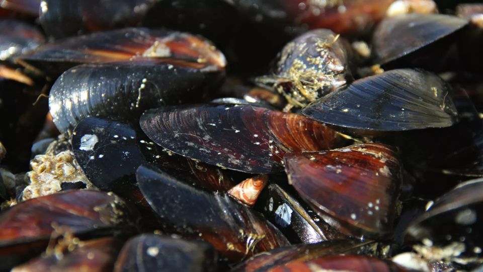 В Черном море вводят запрет на вылов креветок и мидий
