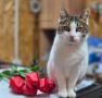 Ялтинская знаменитость кошка Муся наслаждается летом