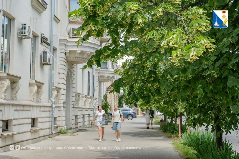Молодые липы, высаженные на улице Гоголя в декабре, впервые зацвели Молодые липы, высаженные на улице Гоголя в декабре, впервые зацвели