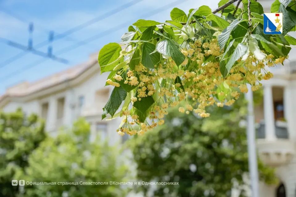 Молодые липы, высаженные на улице Гоголя в декабре, впервые зацвели