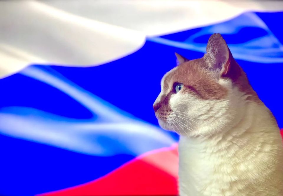 Кот Мостик: С Днём России!. В каждом уголке нашей большой страны живет русский дух - в холмах, лесах и перелесках