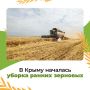 В Крыму стартовала уборочная кампания ранних зерновых и зернобобовых культур