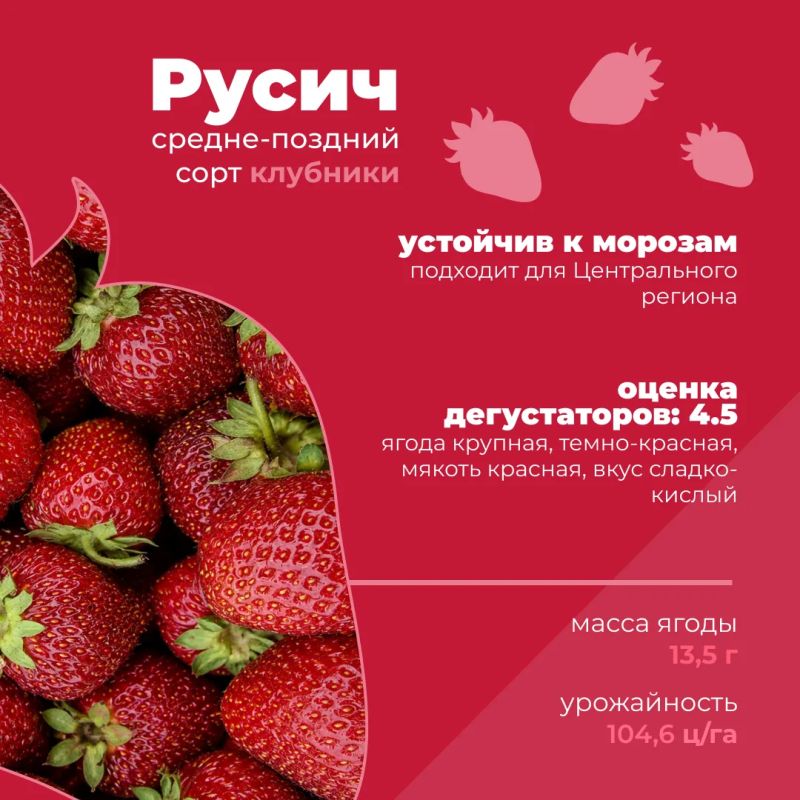 Какие российские сорта клубники можно встретить в продаже? Какие российские сорта клубники можно встретить в продаже?