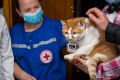 Кот Мостик: Они точно знают, что делать, когда лапы ломит и хвост отваливается