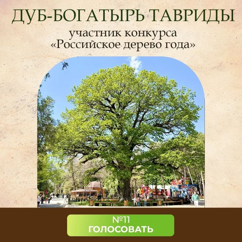 Поддержите наш дуб!. Напоминаем, в этом году Дуб-богатырь Тавриды представляет Крым на ежегодном Всероссийском конкурсе «Российское дерево года».Главная цель проекта - поиск и сохранение уникальных старовозрастных деревьев...