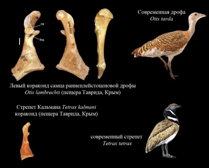 В Крыму обнаружены кости древних птиц, не имеющие аналогов в мире