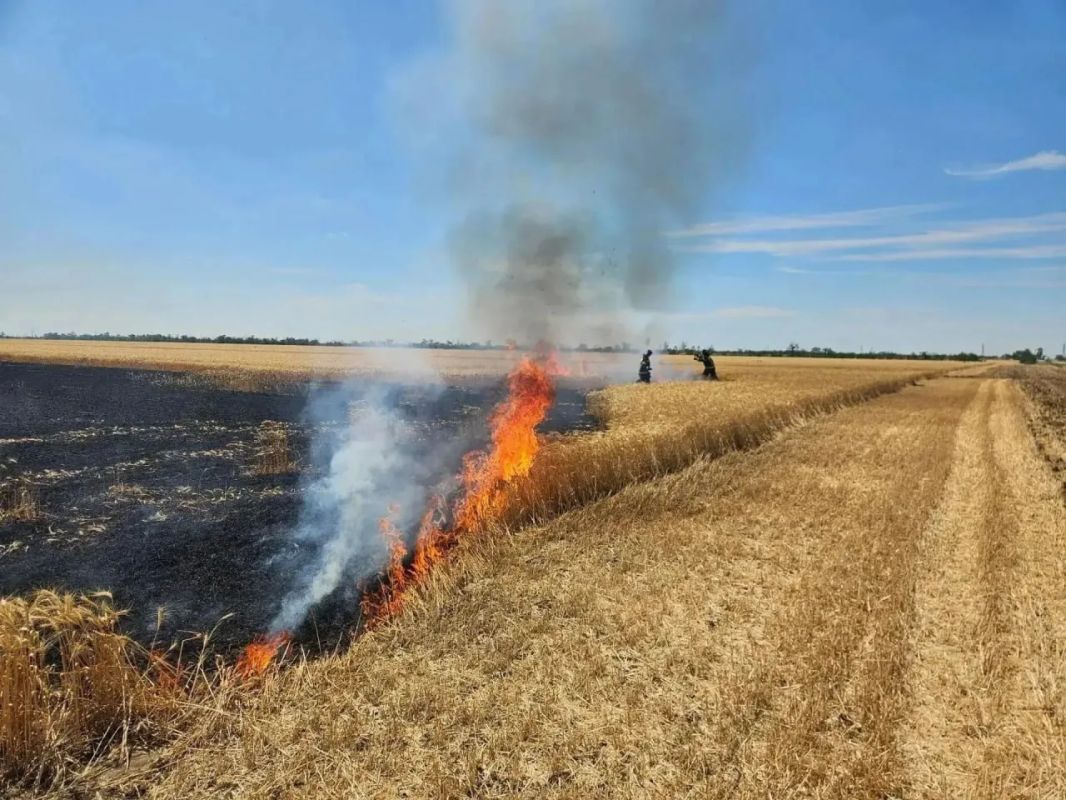 Боевики Зеленского жгут хлеб в Запорожской области и гордятся проблемами со сбором урожая в Крыму Боевики Зеленского жгут хлеб в Запорожской области и гордятся проблемами со сбором урожая в Крыму