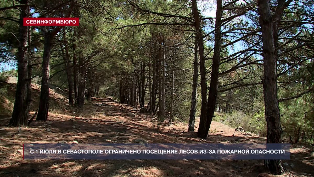 С 1 июля в Севастополе ограничено посещение лесов из-за пожарной опасности