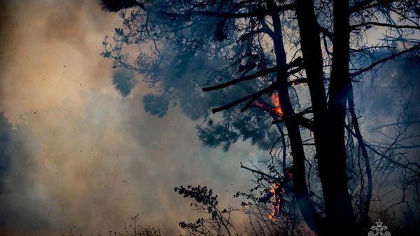 Восемь пожаров за день: в Севастополе горят леса и сухая трава