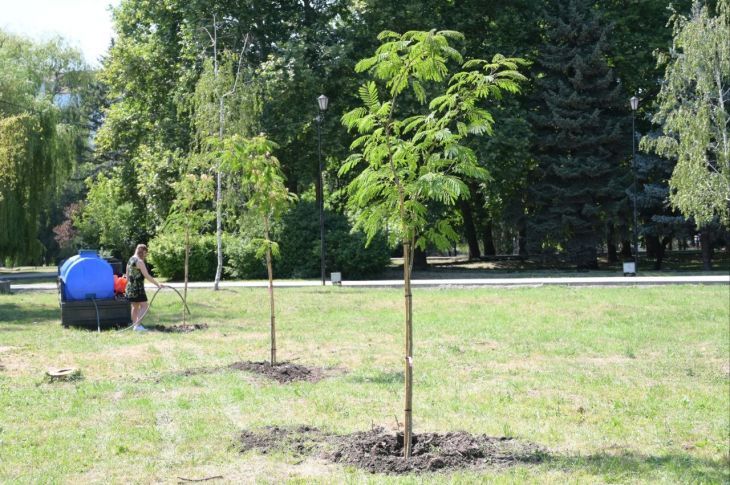 Общественники предлагают больше внимания уделять сохранению новых крымских деревьев