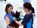 Севастопольские ветврачи рассказали, как защитить домашних животных от жары
