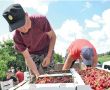 200 тысяч тонн фруктов и ягод: крымские аграрии готовятся к рекордному сезону