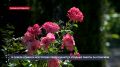 � ������ ������� ���������� ������������ ������� ������ �� ��������
