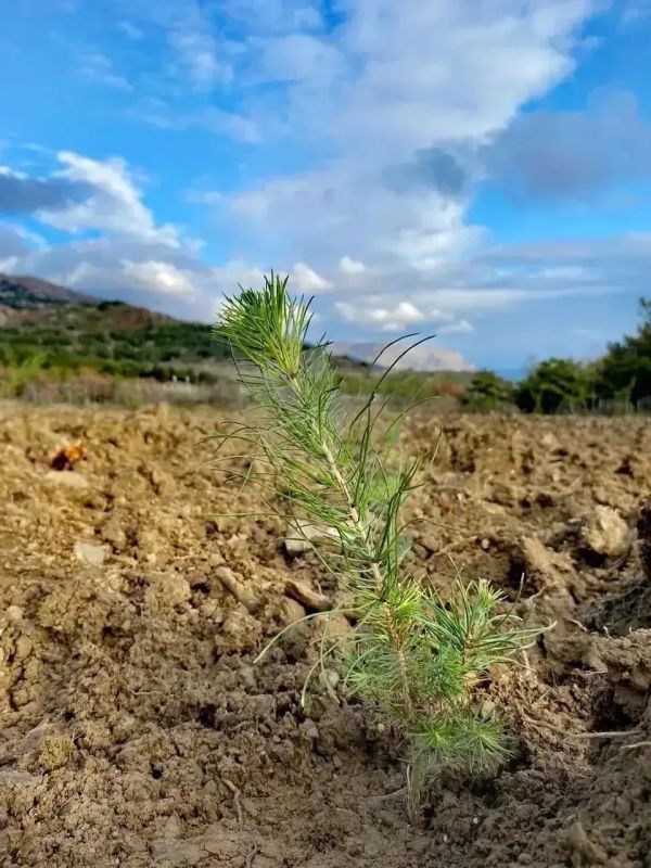 В Крыму выращивают саженцы краснокнижных растений В Крыму выращивают саженцы краснокнижных растений