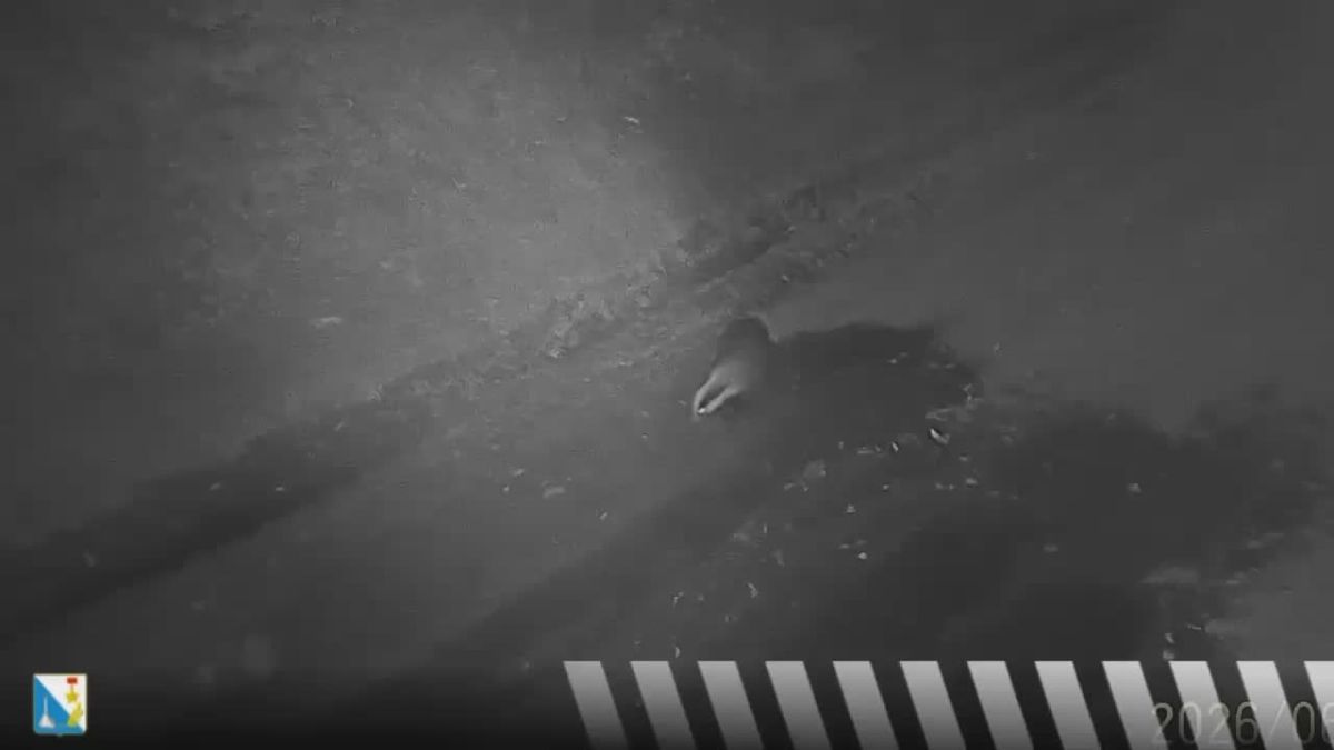 Ночной гость: фотоловушка в севастопольском лесу засняла барсука