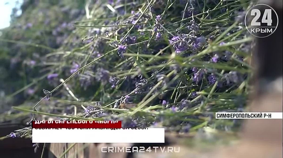 В Крыму стартовал сбор урожая лаванды