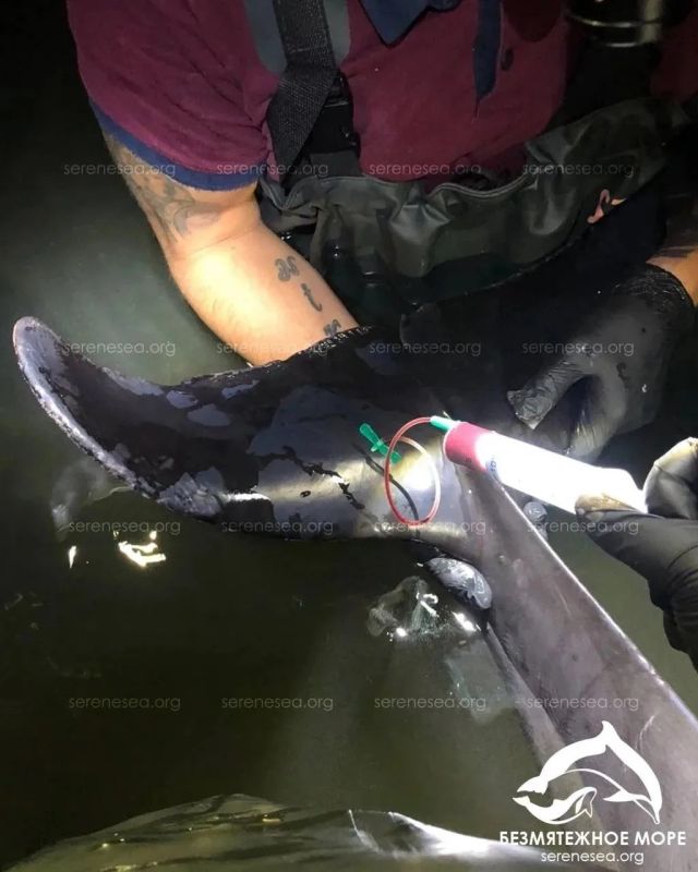 В Севастополе не стало дельфинихи Деметры В Севастополе не стало дельфинихи Деметры