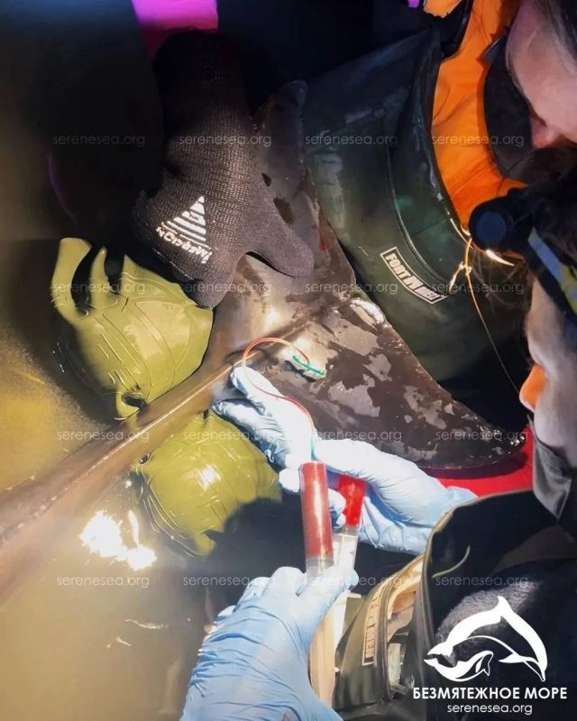 В Севастополе не стало дельфинихи Деметры В Севастополе не стало дельфинихи Деметры