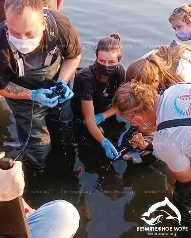 В Севастополе не стало дельфинихи Деметры В Севастополе не стало дельфинихи Деметры