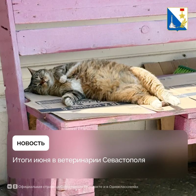 Животные Севастополя в порядке: госветслужба провела тысячи исследований и вакцинаций в июле