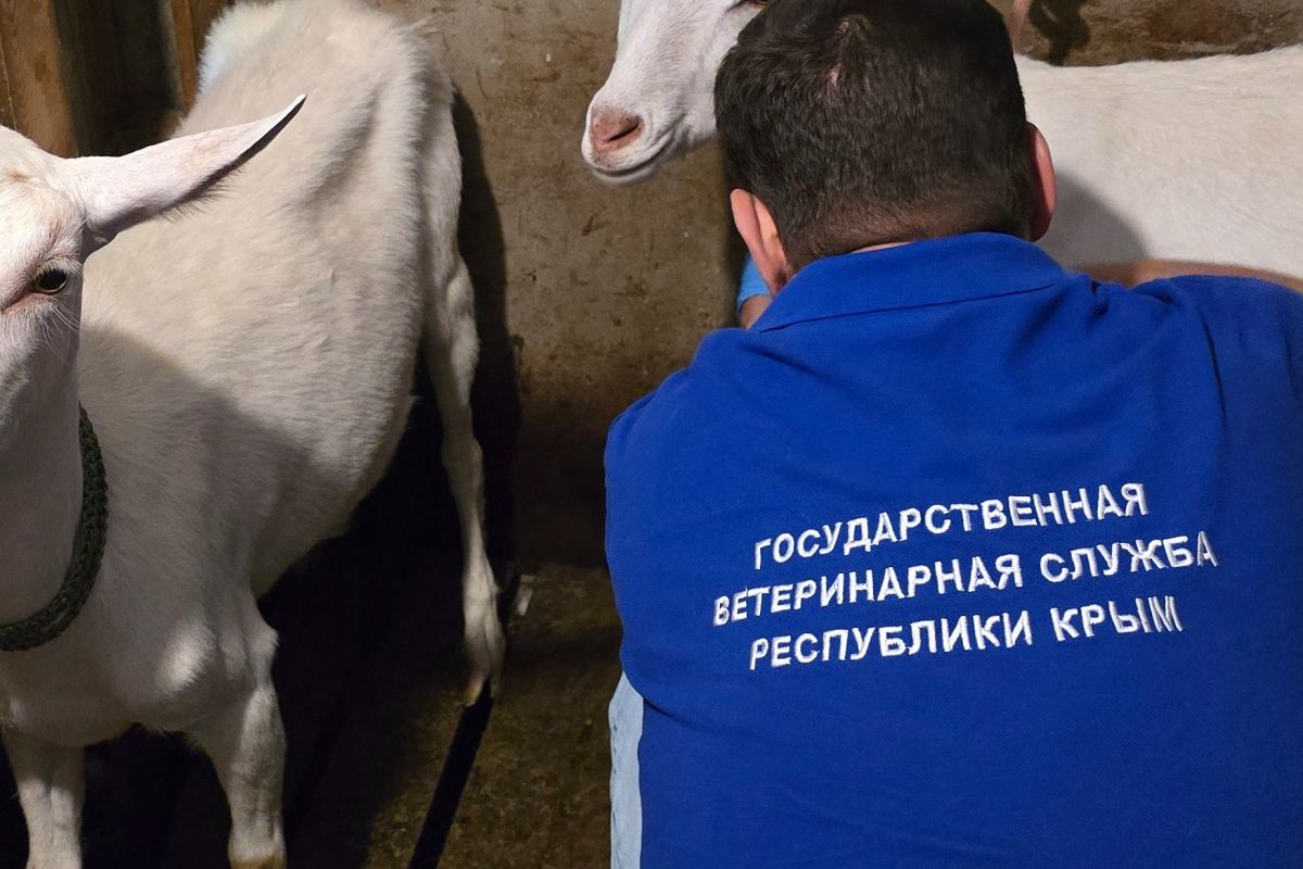ГБУ РК «Ялтинский городской ВЛПЦ» выявил неучтённое поголовье мелкого рогатого скота