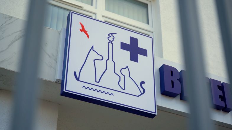 Более 390 питомцев приняла госветклиника на Могилевской в июне