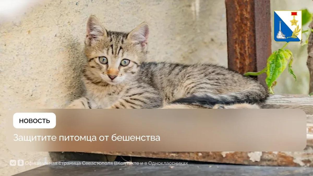 Ещё более 200 домашних животных защитили от бешенства ветеринары Севастополя
