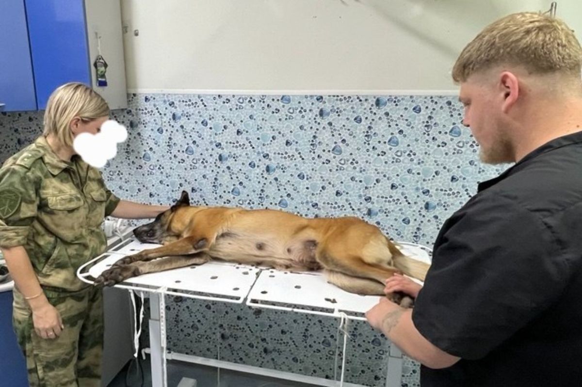 Хирурги ГБУ РК «Ленинский РВЛПЦ» вернули в строй служебную собаку кинологической службы Росгвардии