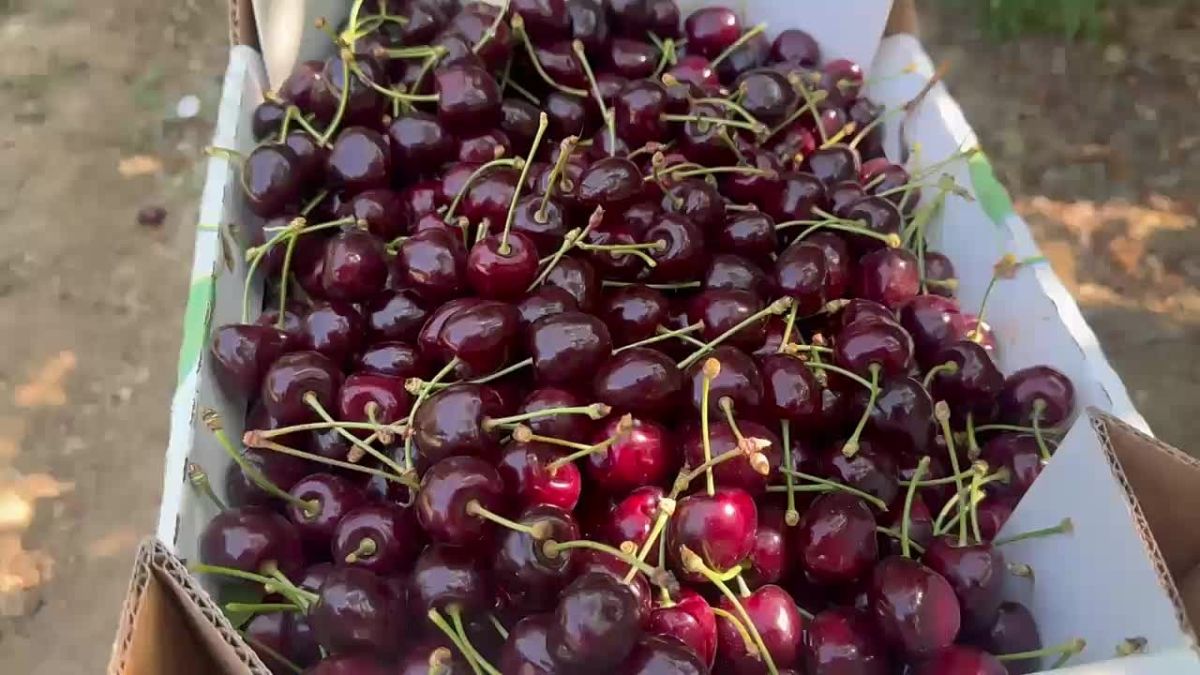 В Севастополе собирают урожай черешни