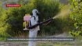 Обработки зелёных насаждений в Севастополе запланированы до конца лета
