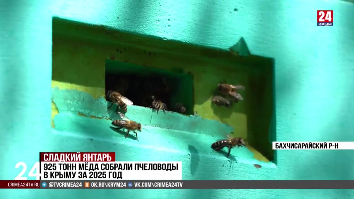 Крымские пчеловоды приступили к сбору мёда