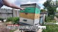 Сезон начался: крымские пчеловоды приступили к сбору мёда