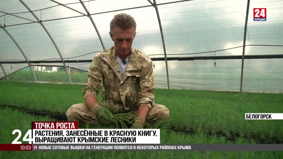 Растения, занесённые в Красную книгу, выращивают крымские лесники