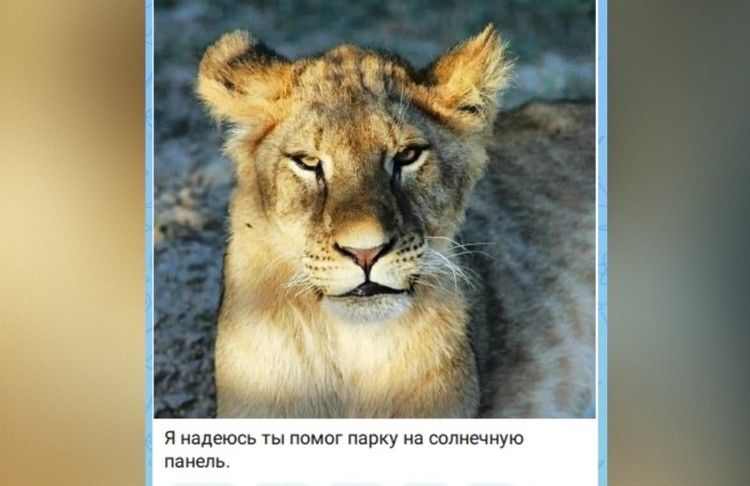 Платим за билеты сейчас, а приедем потом: как россияне поддерживают крымский бизнес Платим за билеты сейчас, а приедем потом: как россияне поддерживают крымский бизнес