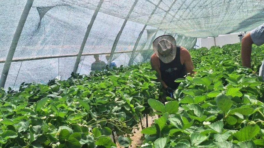 В Севастополе фермеры выращивают клубнику в теплицах под классическую музыку В Севастополе фермеры выращивают клубнику в теплицах под классическую музыку