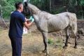 Государственная ветеринарная служба Бахчисарайского района проводит карантинирование лошадей