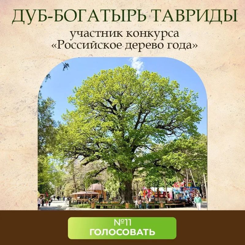 Дуб-богатырь в Детском парке Симферополя участвует в ежегодном конкурсе «Российское дерево года» Дуб-богатырь в Детском парке Симферополя участвует в ежегодном конкурсе «Российское дерево года»